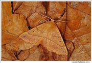 Feathered-Thorn Moth